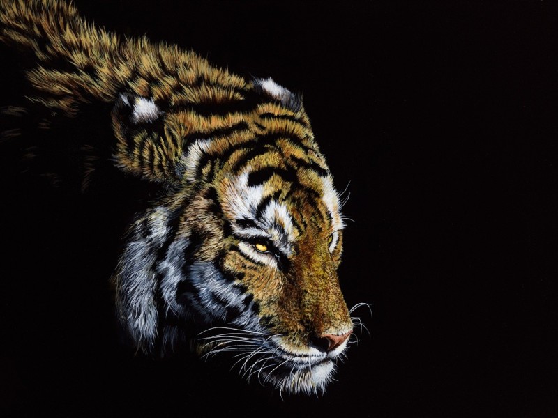 Hassan Qureshi &ndash; Breath of the Wild: Harmony of Wildlife & Arabic Calligraphy