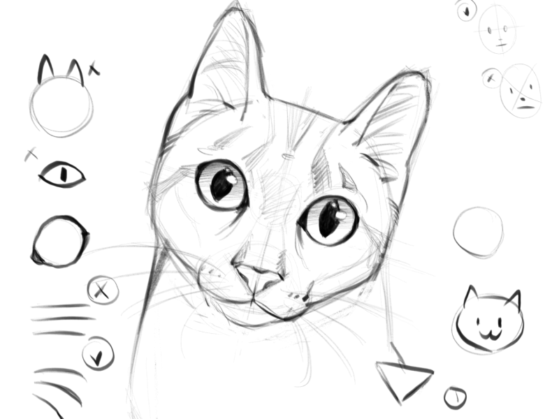 Animal Drawing for Youth & Teens (9 sessions)