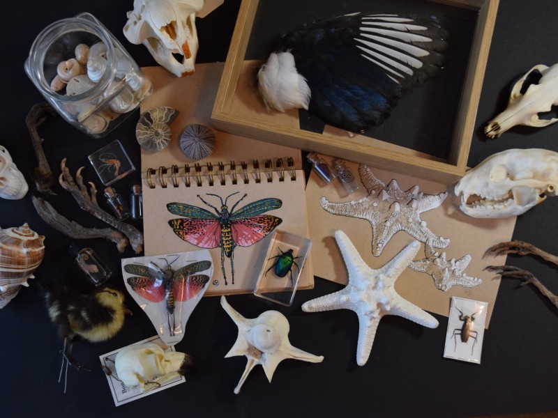 Nature Drawing Workshop (1 session)